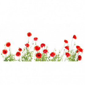 Coquelicots Rouges