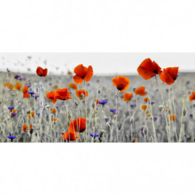 Champ de Coquelicots