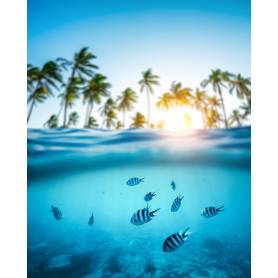 Plongée sous marine