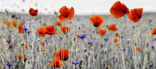 Champ de Coquelicots
